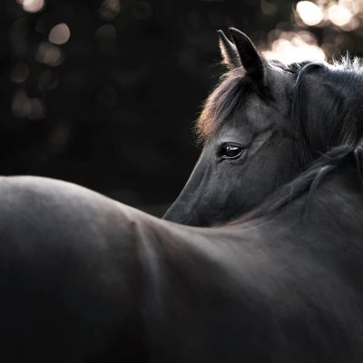 Bild von Pferde